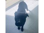 Adopt Roland a Pit Bull Terrier