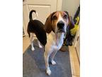 Adopt Cletus a Treeing Walker Coonhound