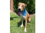 Adopt STEVIE a Labrador Retriever, Hound