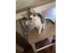 Adopt Valor a Domestic Short Hair