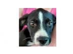 Adopt Pigpen a American Bully, Collie