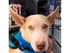Adopt River a Husky