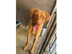 Adopt Russell a Mountain Cur, Labrador Retriever