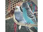 Adopt SMOKY a Parakeet (Other)