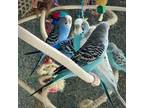 Adopt SKY a Parakeet (Other)