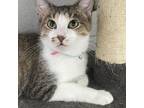 Adopt Chrysanthemum a Domestic Short Hair