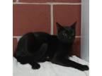 Adopt (SP) Evie a Domestic Short Hair