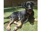 Adopt Diamond a Shepherd, Doberman Pinscher