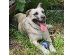 Adopt LADY DOGIVA now COOKIE a Anatolian Shepherd