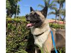 Adopt Soxie a Akita