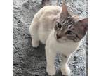 Adopt Angel a Siamese