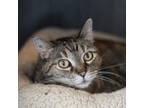 Adopt Roxy a Domestic Short Hair
