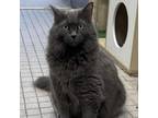 Adopt Stormy a Domestic Long Hair