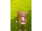 Adopt Ruby a Pit Bull Terrier, Mixed Breed