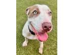 Adopt maisey a Mixed Breed