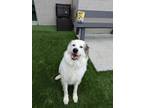 Adopt Candy a Great Pyrenees, Mixed Breed