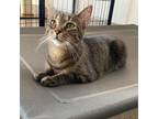 Adopt Zoe a American Shorthair