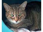 Adopt Munchkin a Domestic Short Hair