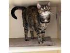 Adopt Rose a Domestic Short Hair