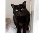 Adopt Midnight a Domestic Short Hair