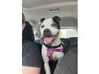 Adopt Cece (Underdog in Foster) a Boston Terrier, Mixed Breed