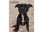 Adopt Esmerelda a Pit Bull Terrier