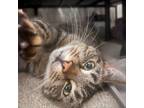 Adopt Mia-Foster a Domestic Short Hair