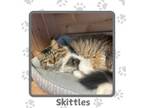 Adopt Skittles a Domestic Long Hair