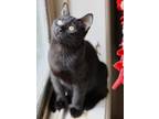 Adopt Honey a Domestic Short Hair