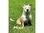 Adopt Mira 30563 a Pit Bull Terrier, Mixed Breed