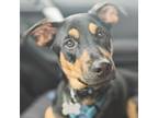 Adopt Drum Stick a Mixed Breed