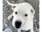 Adopt Sissy a Boxer, American Staffordshire Terrier