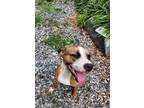 Adopt Miss Butters a Boxer, Mixed Breed