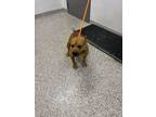 Adopt Lego a Pit Bull Terrier, Mixed Breed