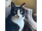 Adopt Oreo a Domestic Short Hair