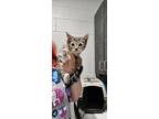 Adopt Bev a Domestic Short Hair