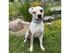Adopt Rooney--In Foster a Pit Bull Terrier
