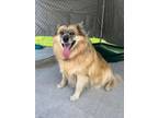 Adopt Lily a Pomeranian, Husky