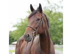 Adopt Billie - Uptown Express a Quarterhorse