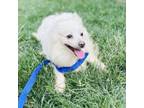 Adopt Elizabeth a Pomeranian