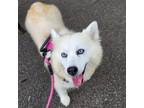 Adopt Pansy a Pomeranian, Husky
