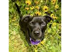 Adopt Pooka a Mixed Breed