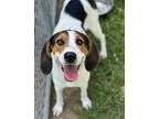 Adopt Tune a Treeing Walker Coonhound