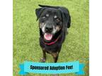Adopt Billy Jean a Labrador Retriever