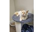 Adopt Harley Quinn a Domestic Long Hair, Siamese