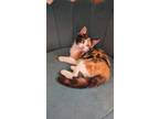 Adopt Calliope a Domestic Short Hair