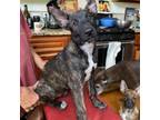 Adopt Vanna a Belgian Shepherd / Malinois, Mixed Breed