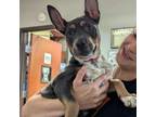 Adopt Scrabble a Australian Cattle Dog / Blue Heeler