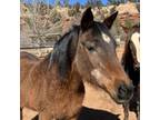Adopt Hadda a Quarterhorse
