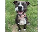 Adopt Sadie a Pit Bull Terrier